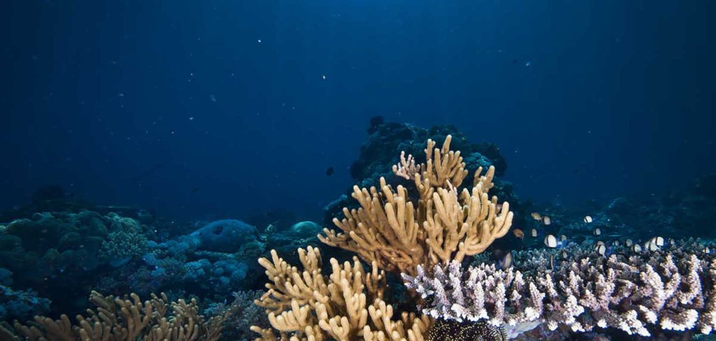 Isla alcista para&nbsp;PharmaMar